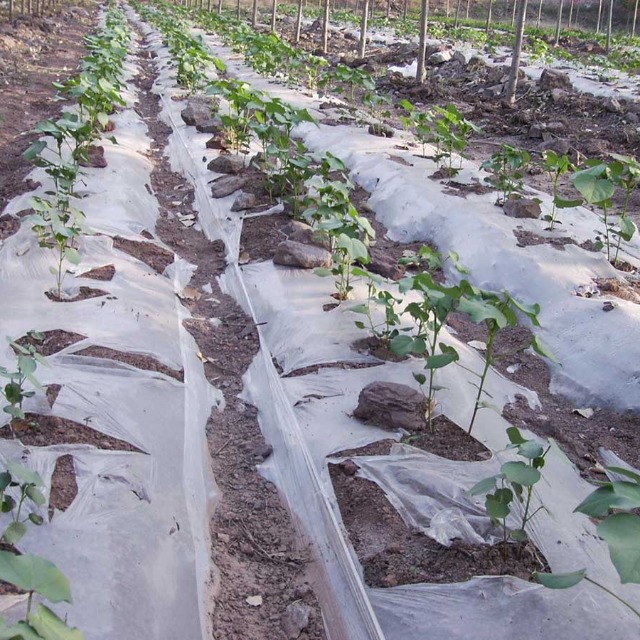 可降解料可以用在农业地膜上吗？